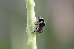 Tetragonula pagdeni