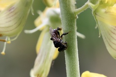 Tetragonula pagdeni