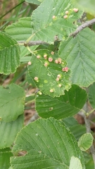Eriophyes alniincanae