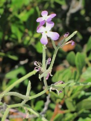 Matthiola tricuspidata