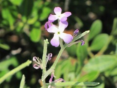 Matthiola tricuspidata