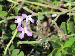 Matthiola tricuspidata
