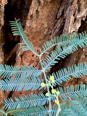 Acacia dealbata dealbata