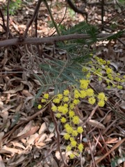 Acacia dealbata dealbata