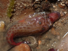 Lepadogaster purpurea