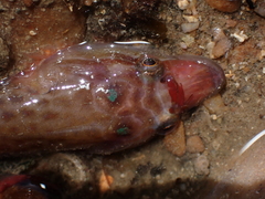 Lepadogaster purpurea