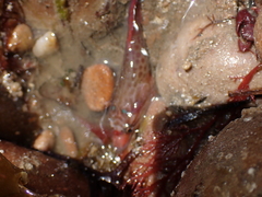 Lepadogaster purpurea