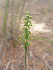 Genoplesium nigricans