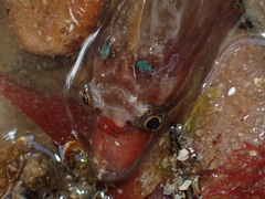 Lepadogaster purpurea