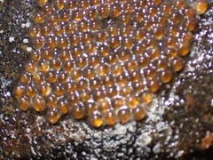 Lepadogaster purpurea