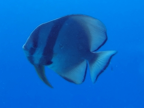 Longfin Batfish — seen at this dive site