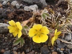 Potentilla hyparctica