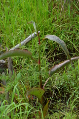 Rumex verticillatus
