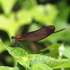 Calopteryx cornelia