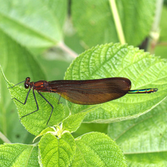Calopteryx cornelia