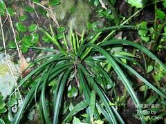 Carex sociata