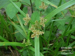 Cyperus pilosus
