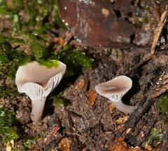 Hygrocybe reesiae