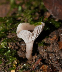 Hygrocybe reesiae