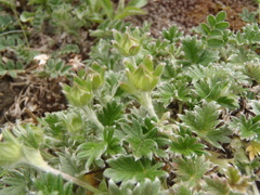 Potentilla hyparctica