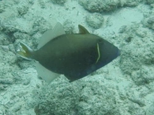 Flagtail Triggerfish — seen at this dive site