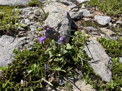 Soldanella pusilla
