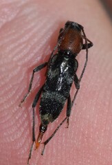 Chlorophorus aegyptiacus