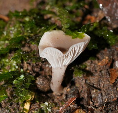 Hygrocybe reesiae