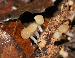 Vibrissea dura