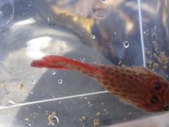 Lepadogaster purpurea