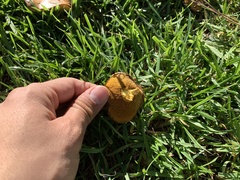 Fungi