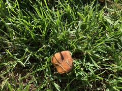 Fungi