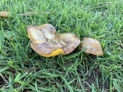 Fungi