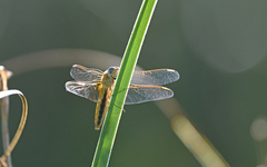 Libellula fulva