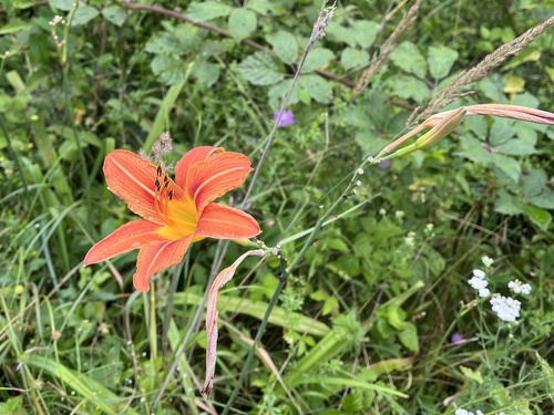 Dnevni ljiljan (Hemerocallis fulva)