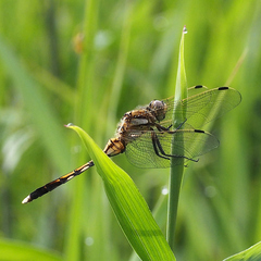 Orthetrum albistylum