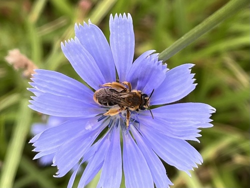 Maidstone Mining Bee