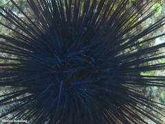 Diadema africanum