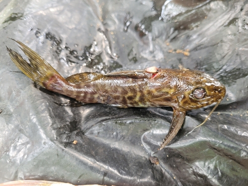 Synodontis koensis