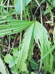 Veratrum nigrum