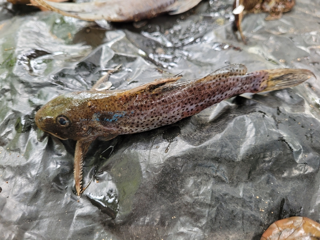 Spotted squeaker (Synodontis punctifer) — Mochokidae