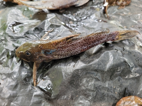 Spotted squeaker (Synodontis punctifer) — Mochokidae