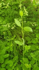 Lonicera caprifolium