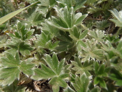 Potentilla subvahliana