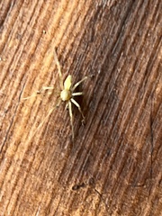 Araneae