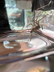 Araneae