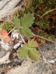 Potentilla nivea