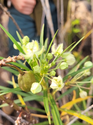 Kanahia laniflora