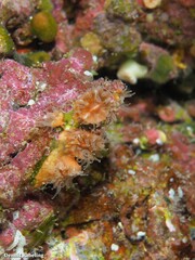 Polycyathus muellerae