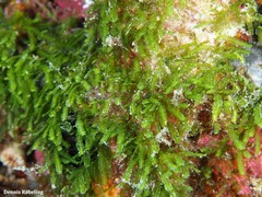 Caulerpa webbiana